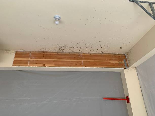 Trusted Twisp, WA Mold Inspection, Removal & Remediation Experts